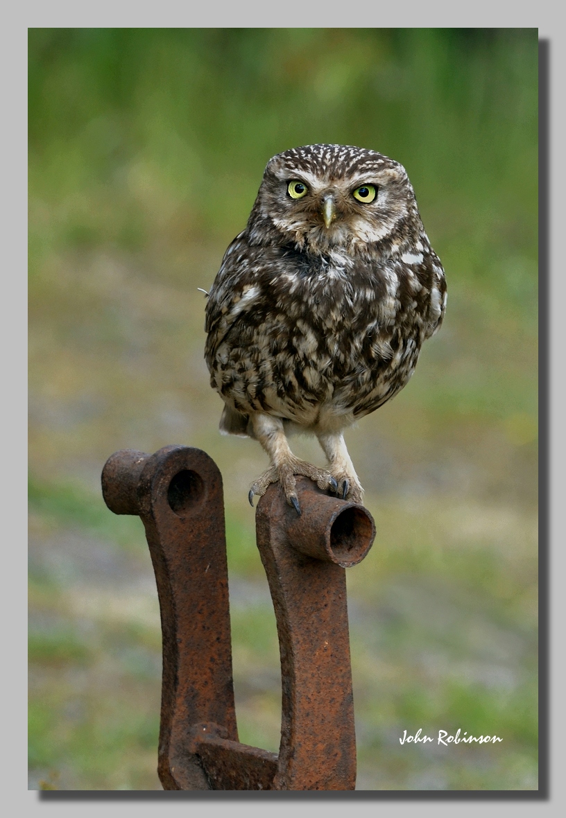 Little Owl