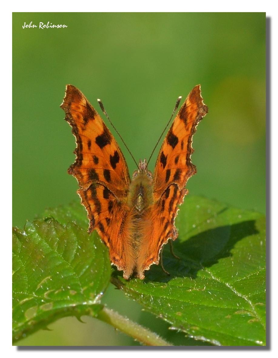 Comma