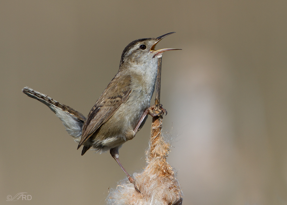 Marsh Wren