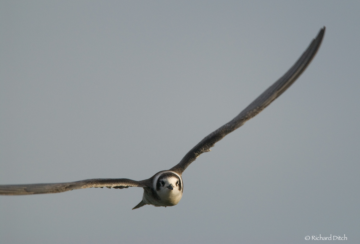 Black Tern