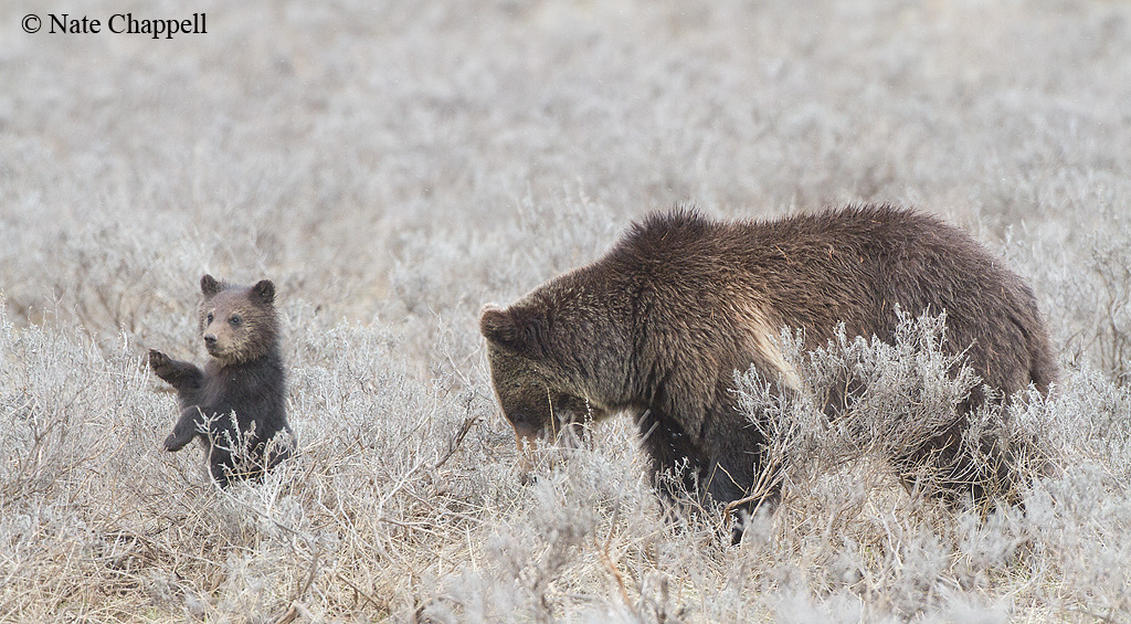 Grizzly Cub Waving