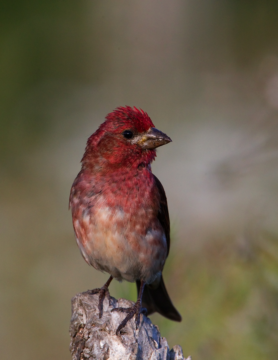 Purple Finch & repost
