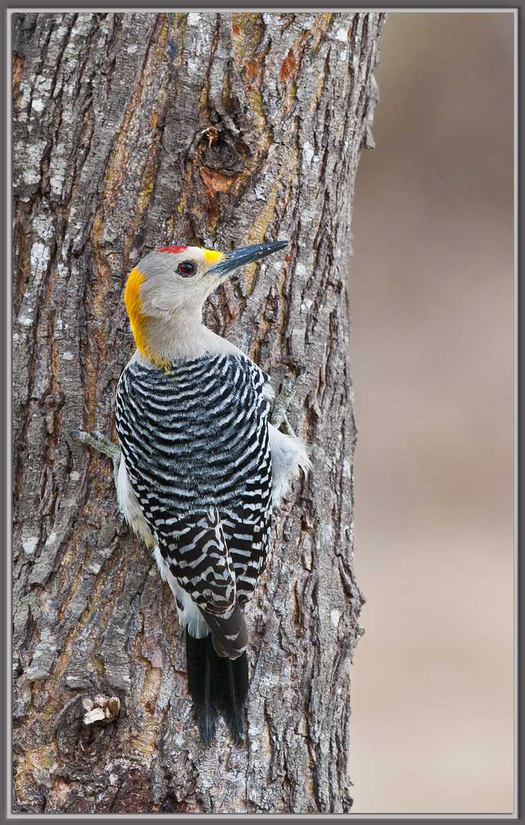 Golden-Fronted WP