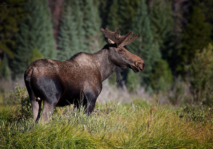 Young Moose