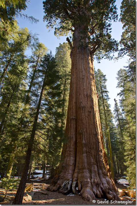 Gen Sherman Tree