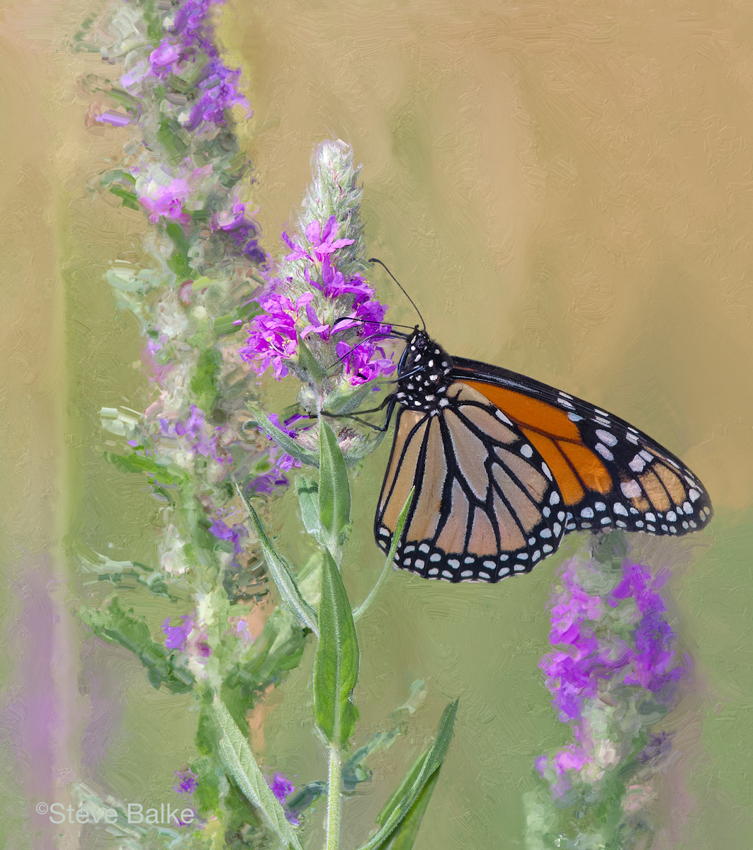 Monarch
