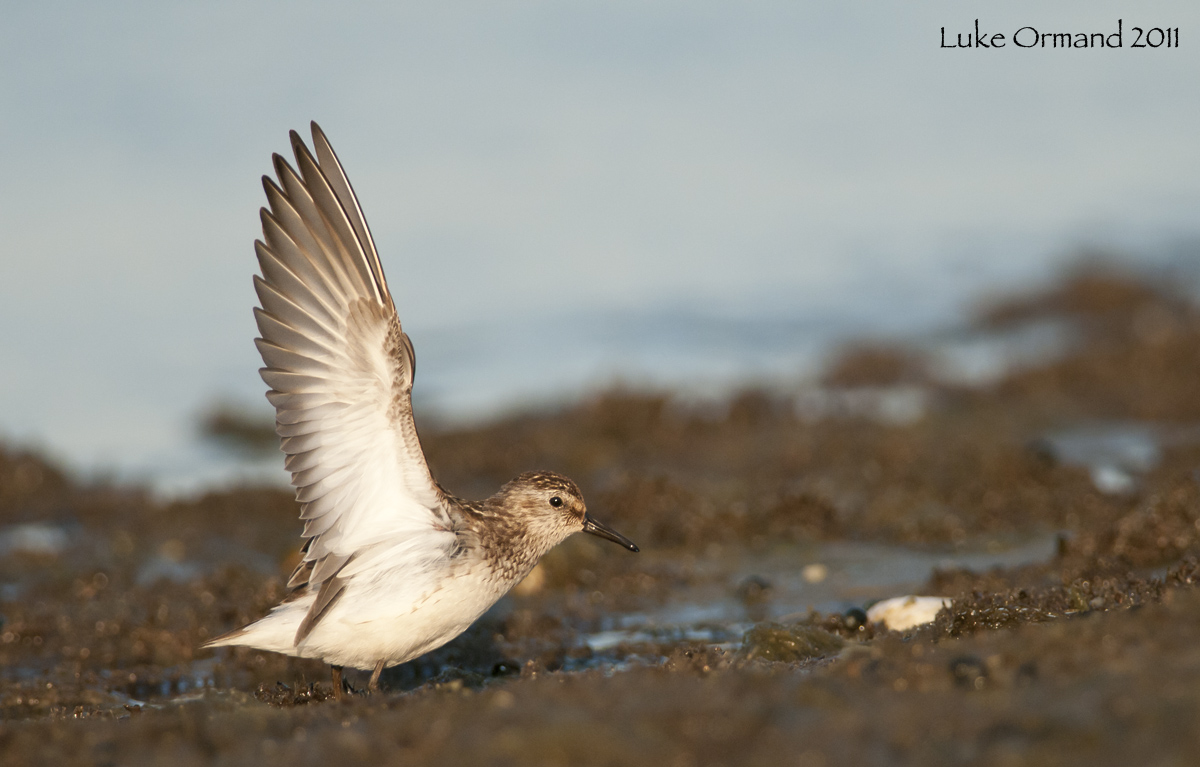 Least Sandpiper