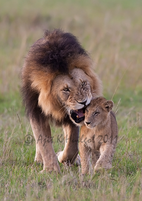 In the lion's mouth!
