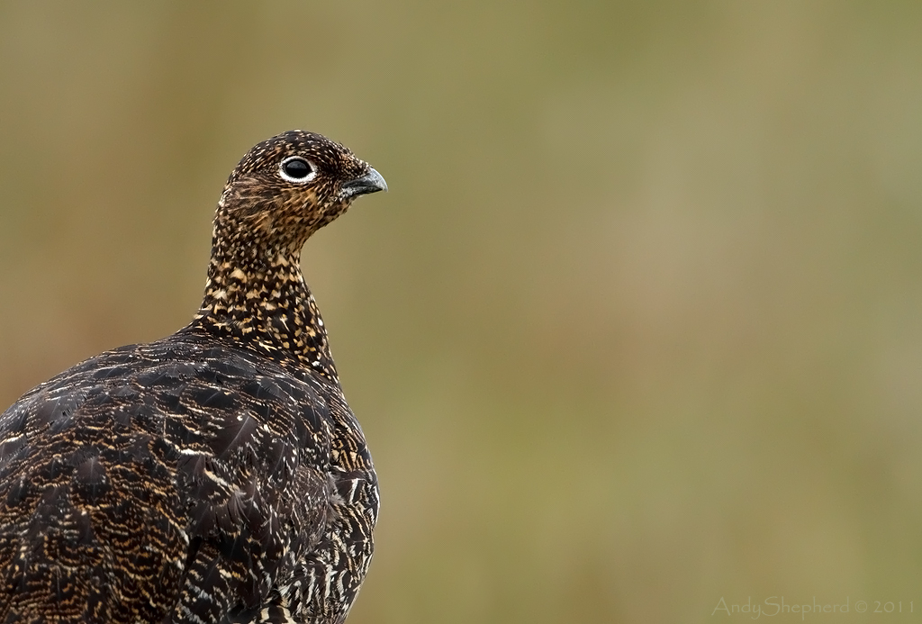 Red Grouse