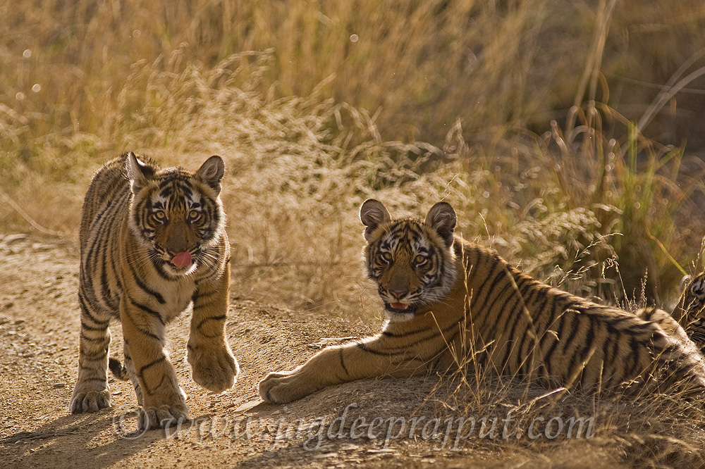 Curious Cubs