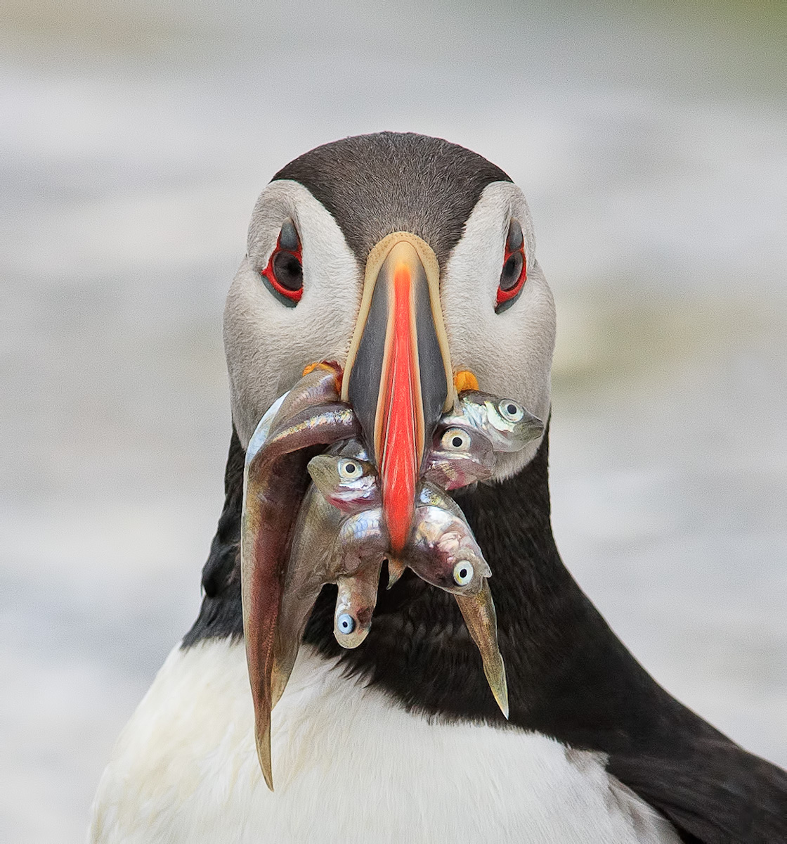 A Mouthful