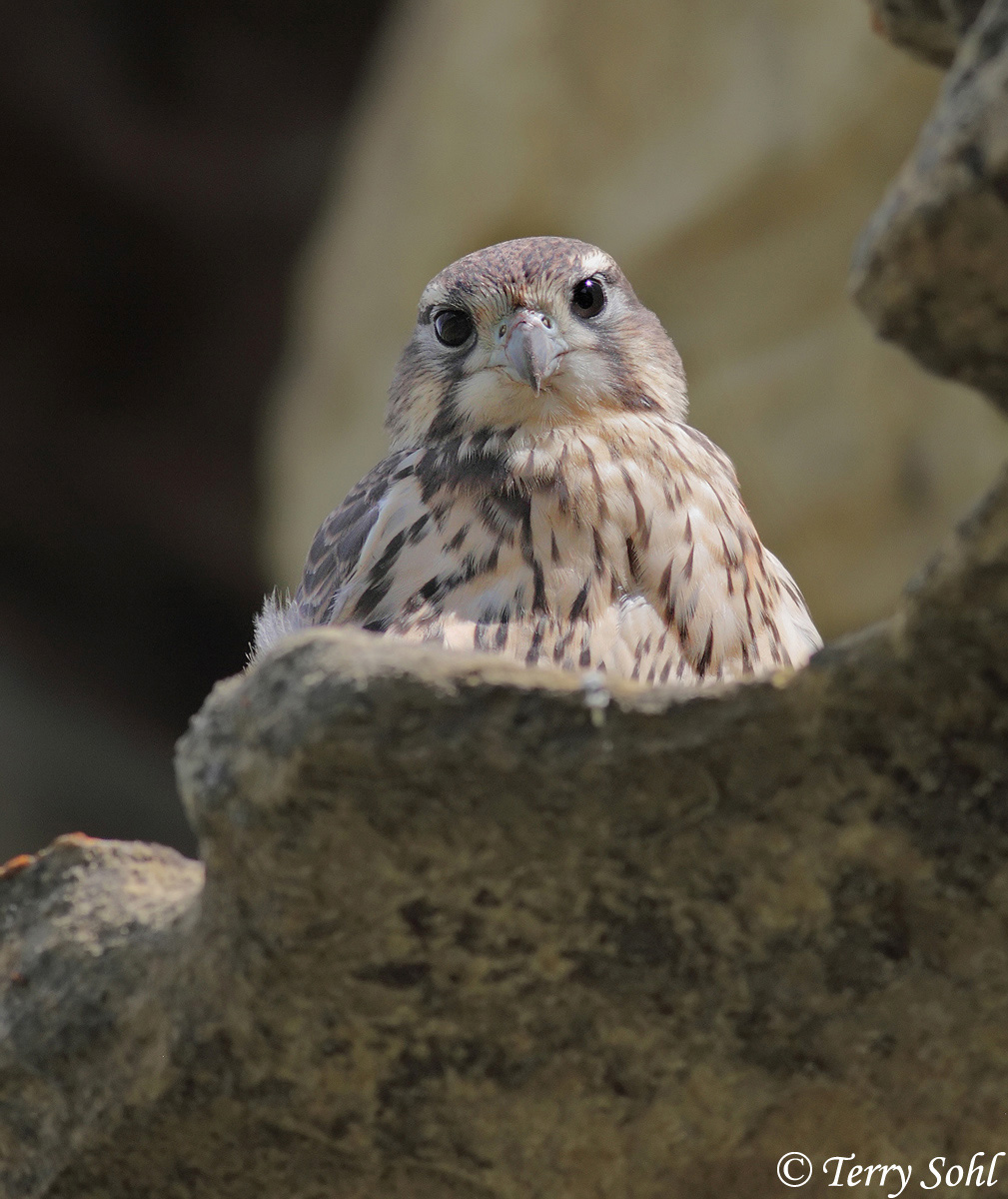 Prairie Falcon Fledgling