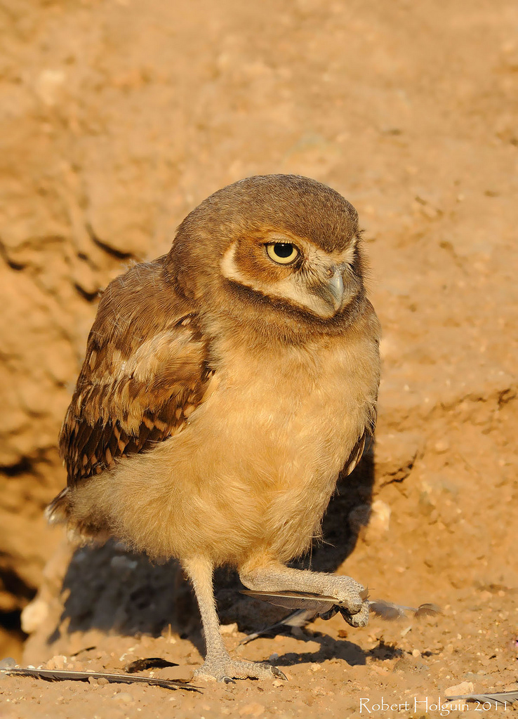 Young Owl
