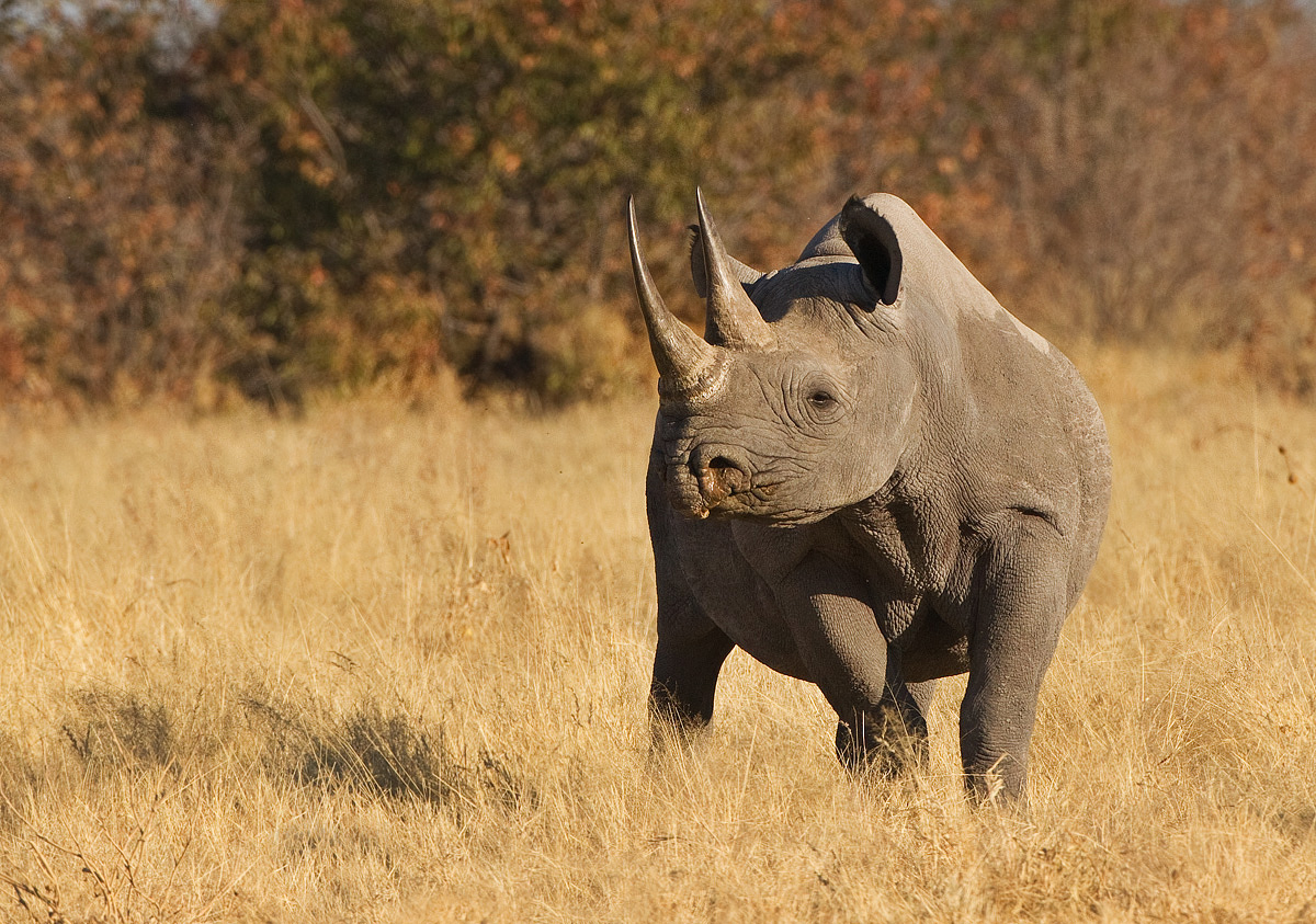 Black Rhino 2