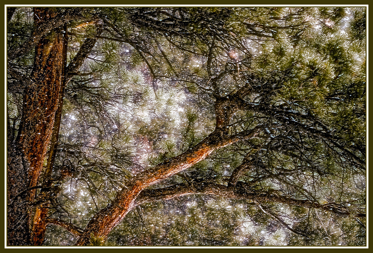 Ponderosa in Snow