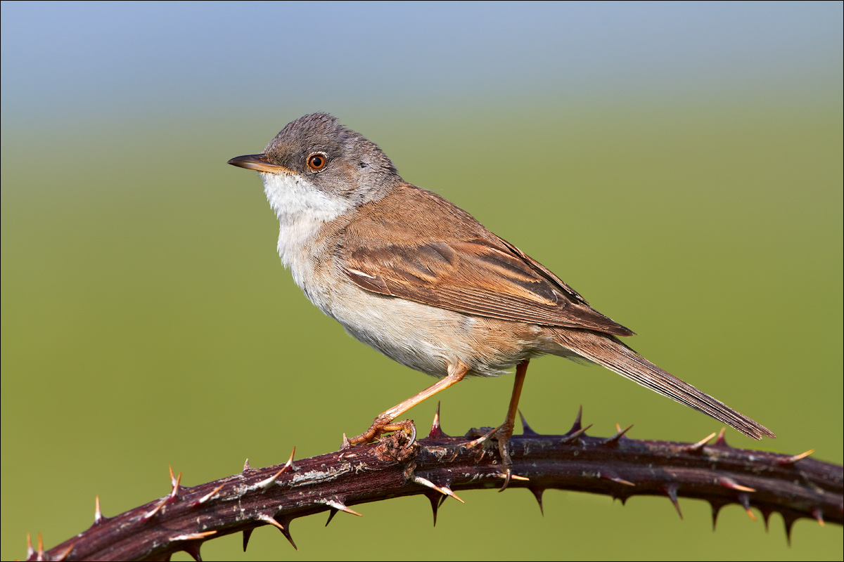 Whitethroat