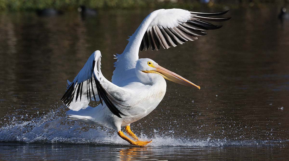 Splashing down