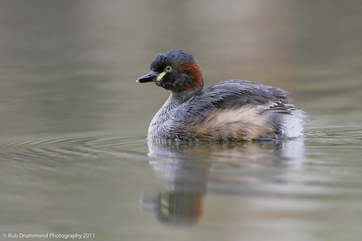 Australasian Grebe