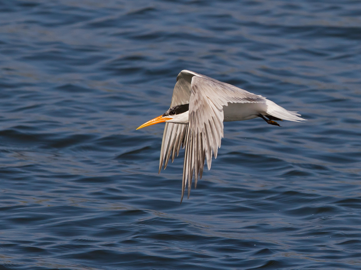 Elegant Tern