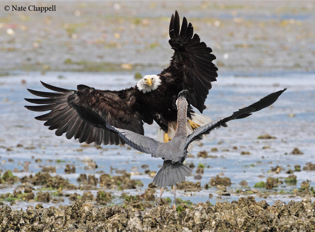 Eagle-Heron Face Off