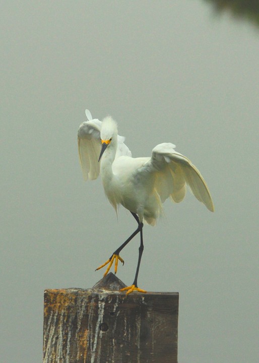 Snowy Egret on a post