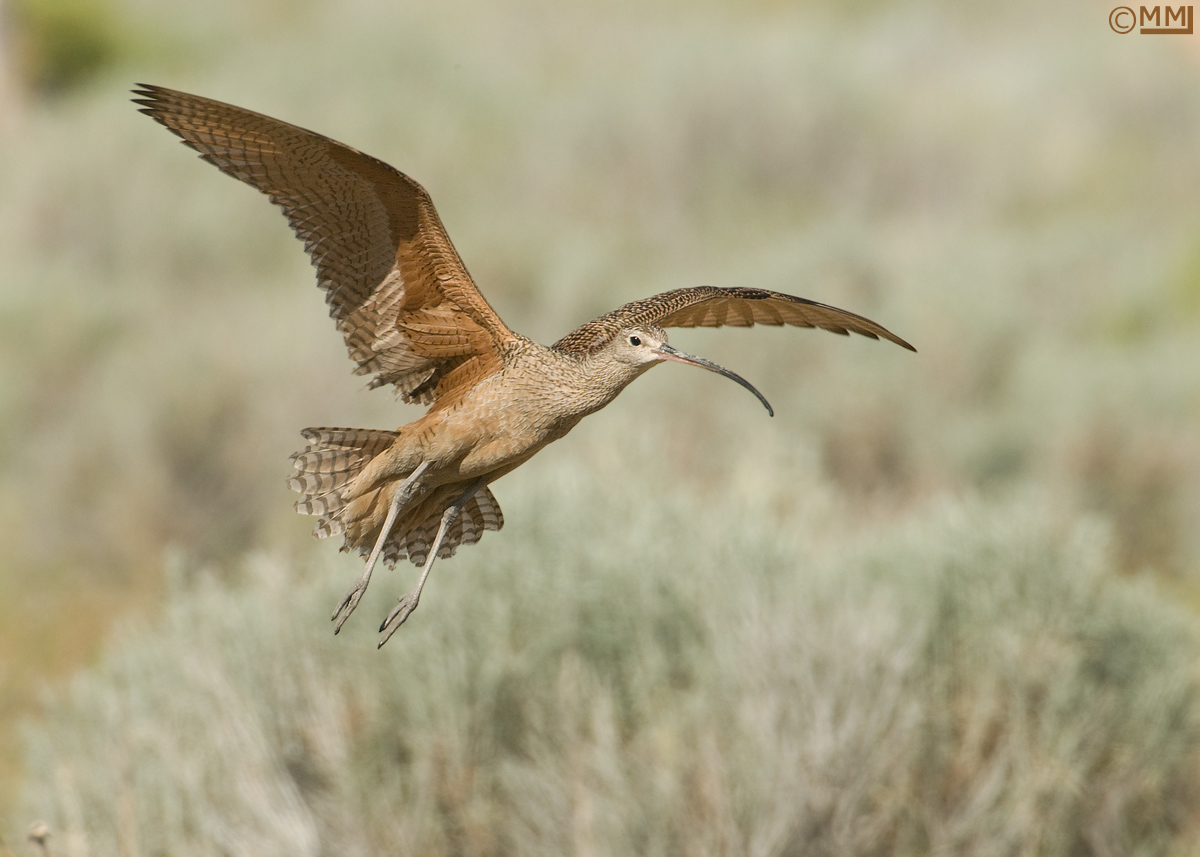 Long-billed Curlew