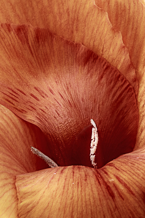 lines and curves