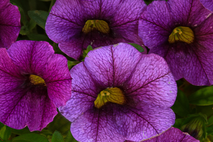 purple and yellow