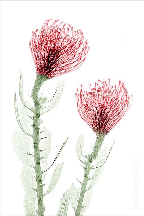 Tango Pincushion