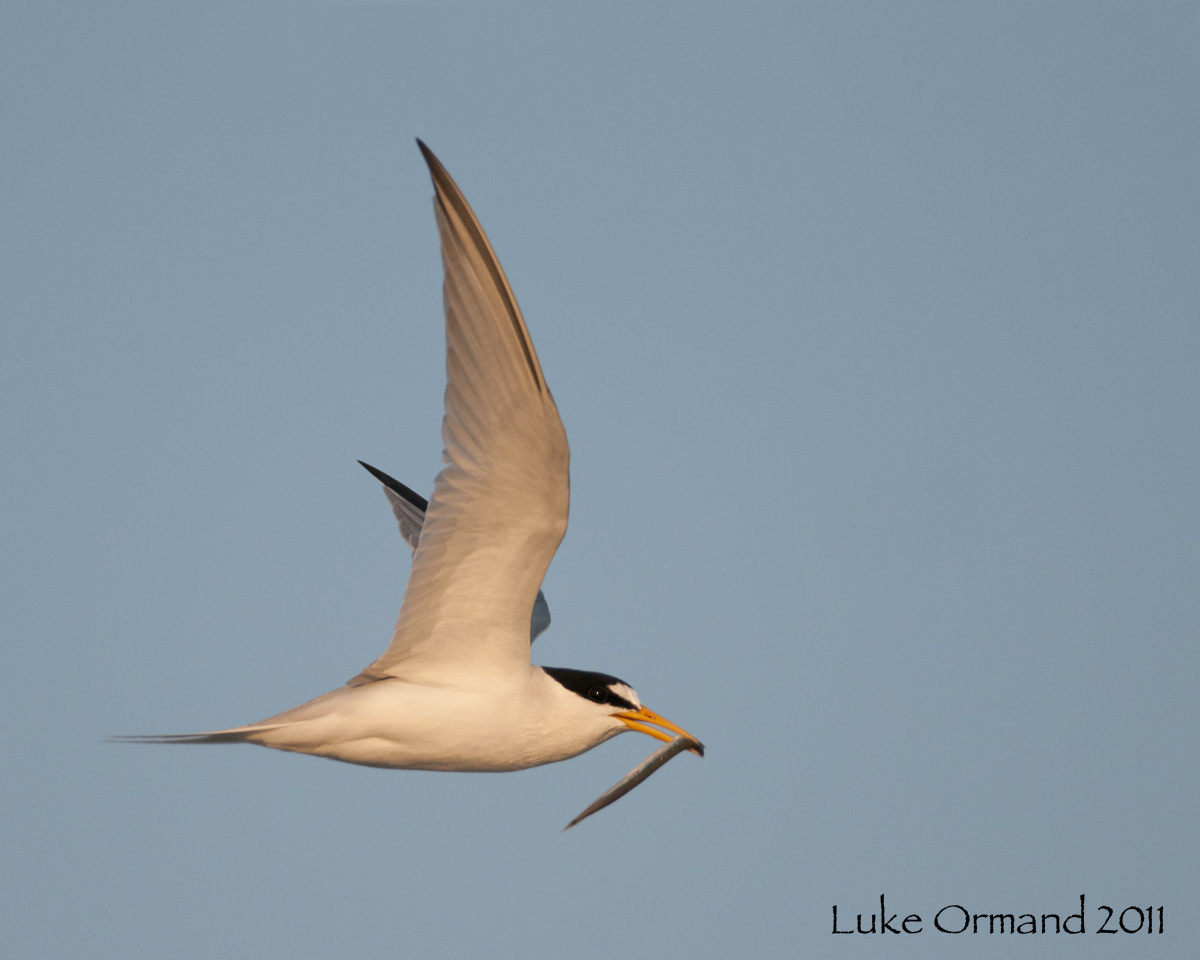 Least Tern