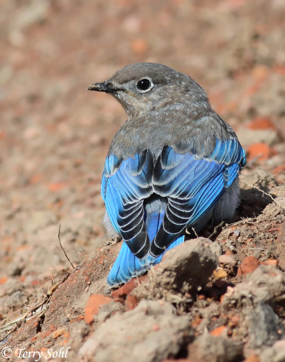 Mountain Bluebird