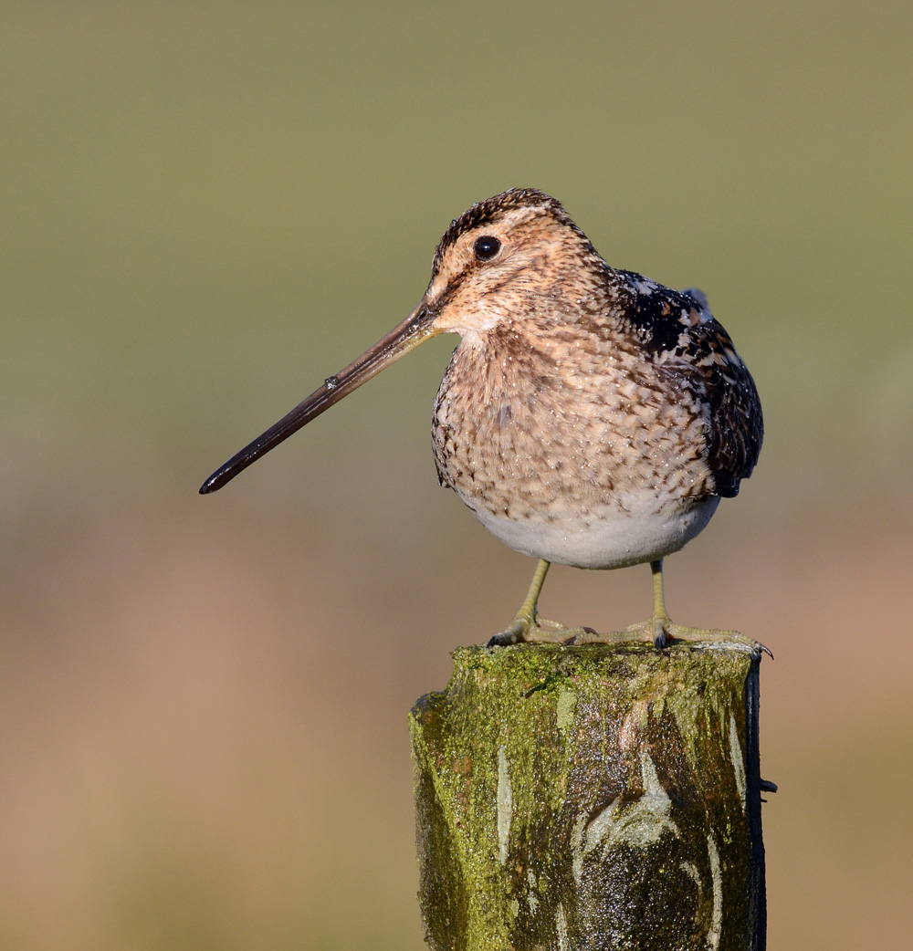 Wet Snipe