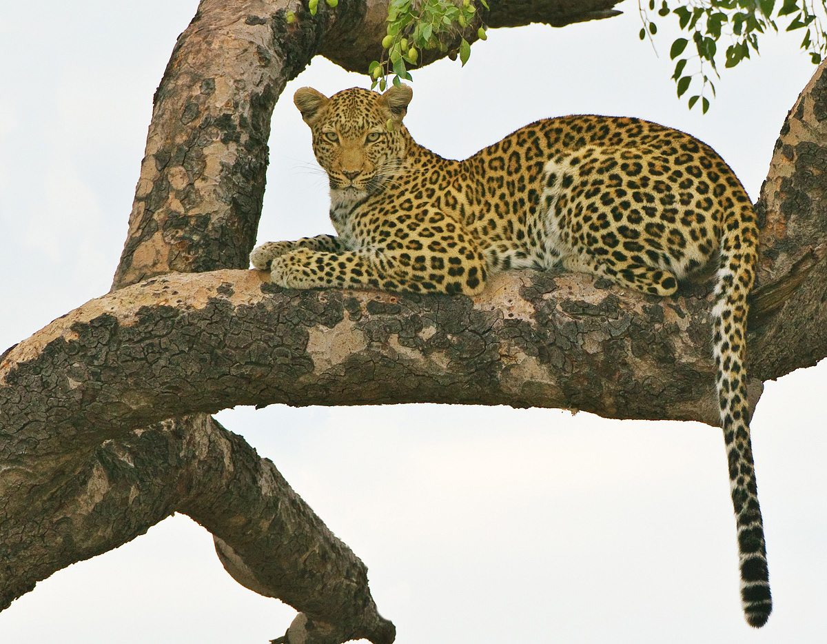 Hwange Leopard