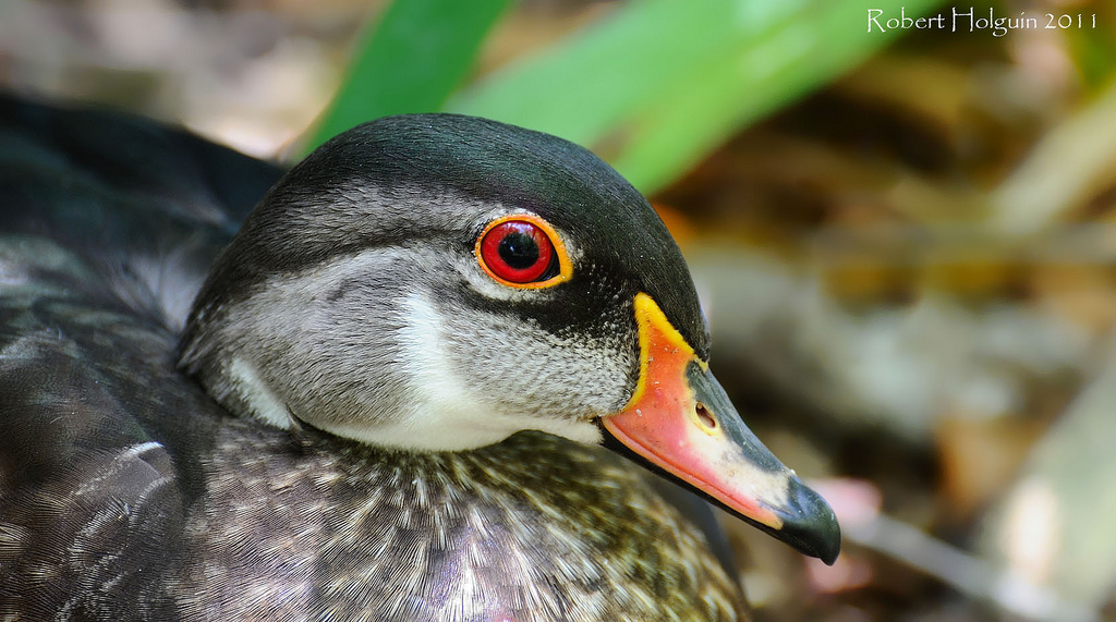Young Duck