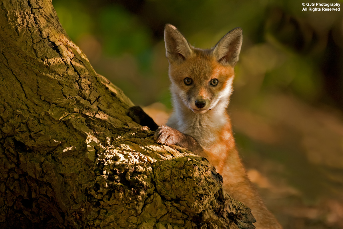 Fox Cub