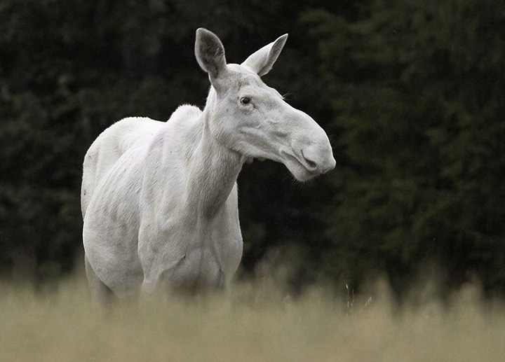 White Moose cow