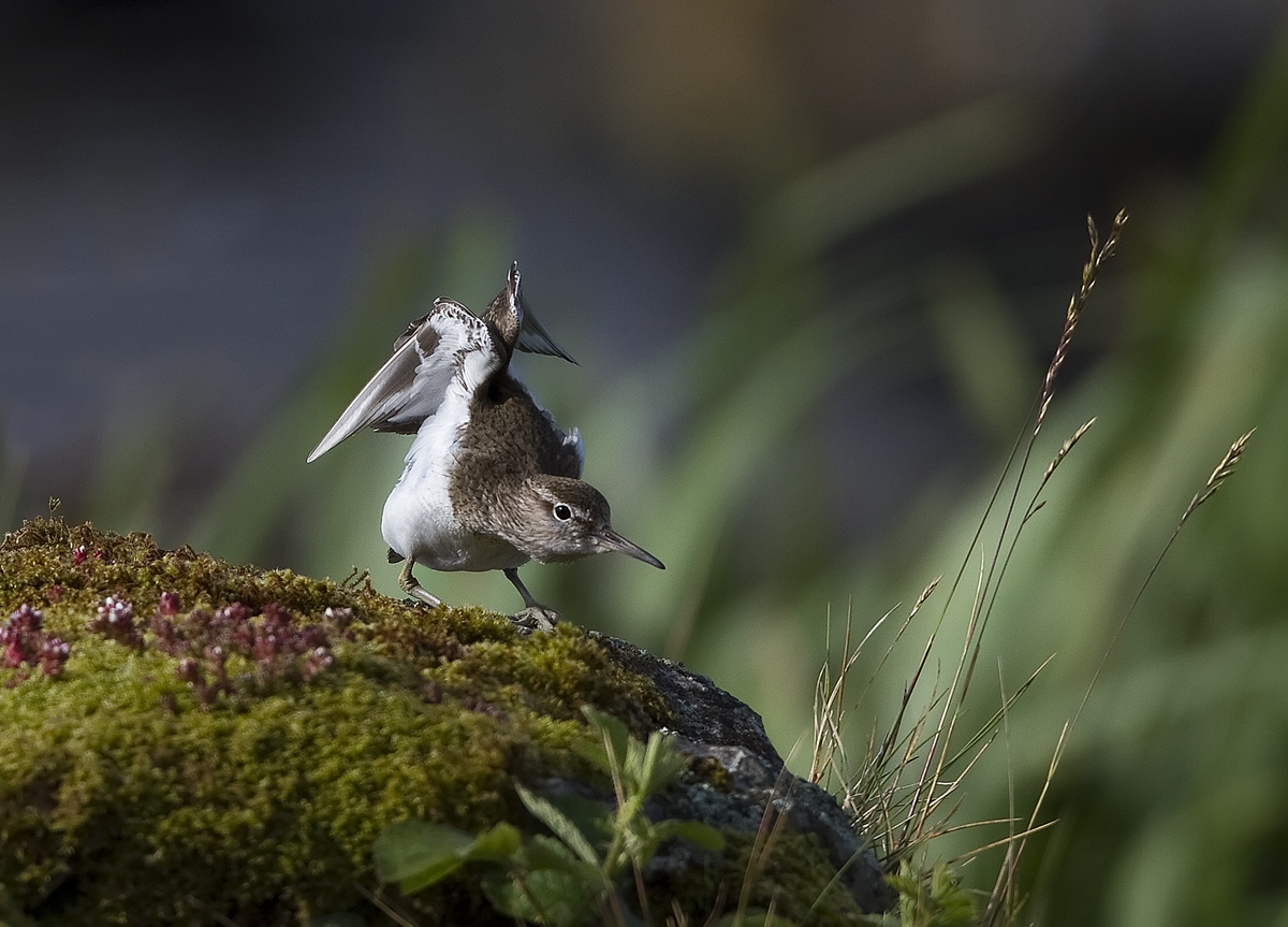 Common Sanpiper 
