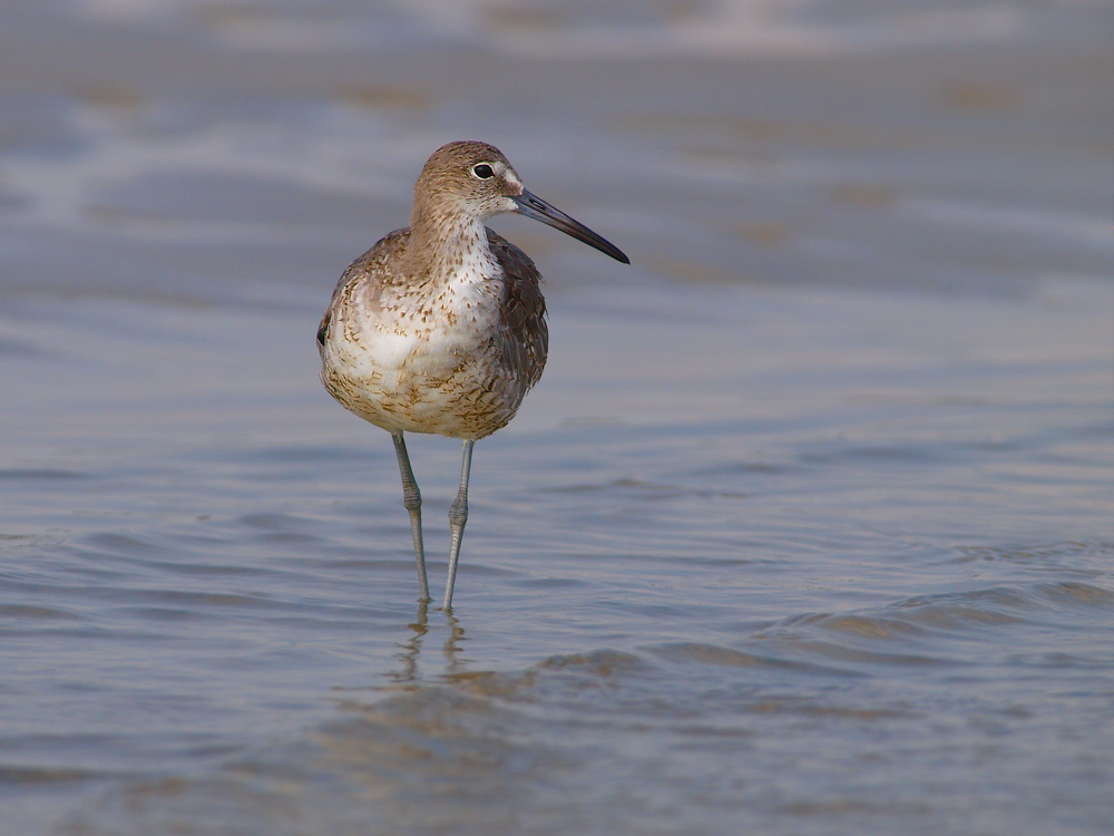 Willet in Evening Light