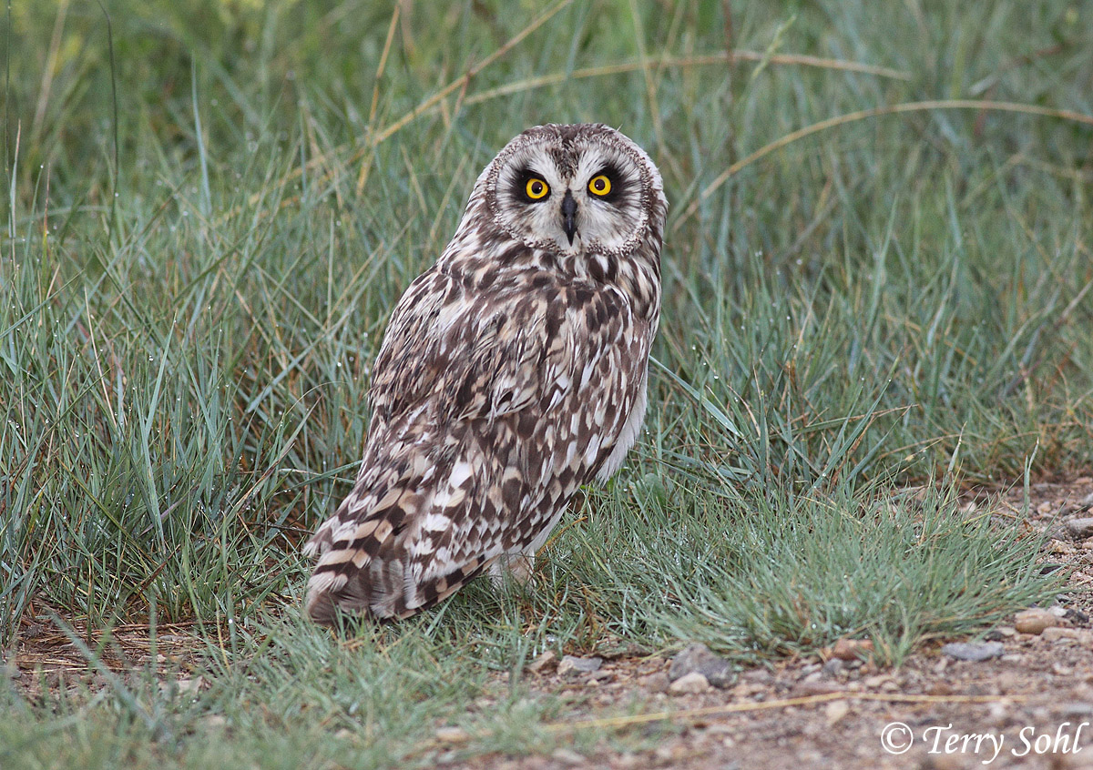 Short-eared Owl
