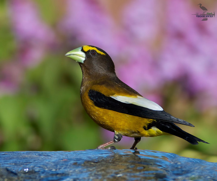Evening Grosbeak / male