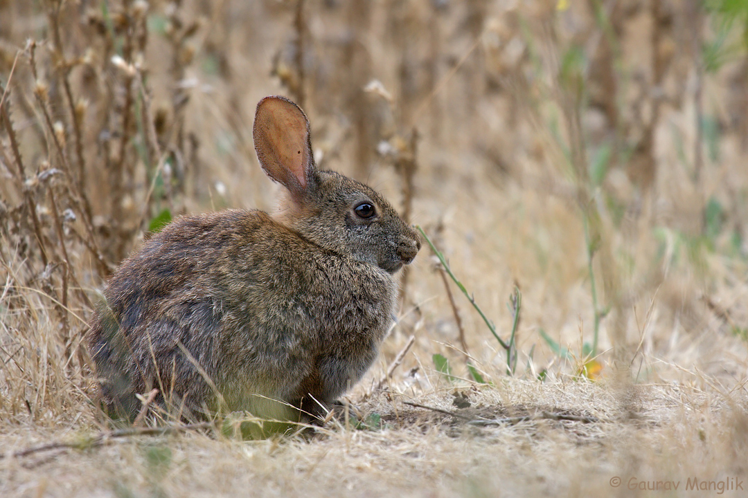 Brush Rabbit