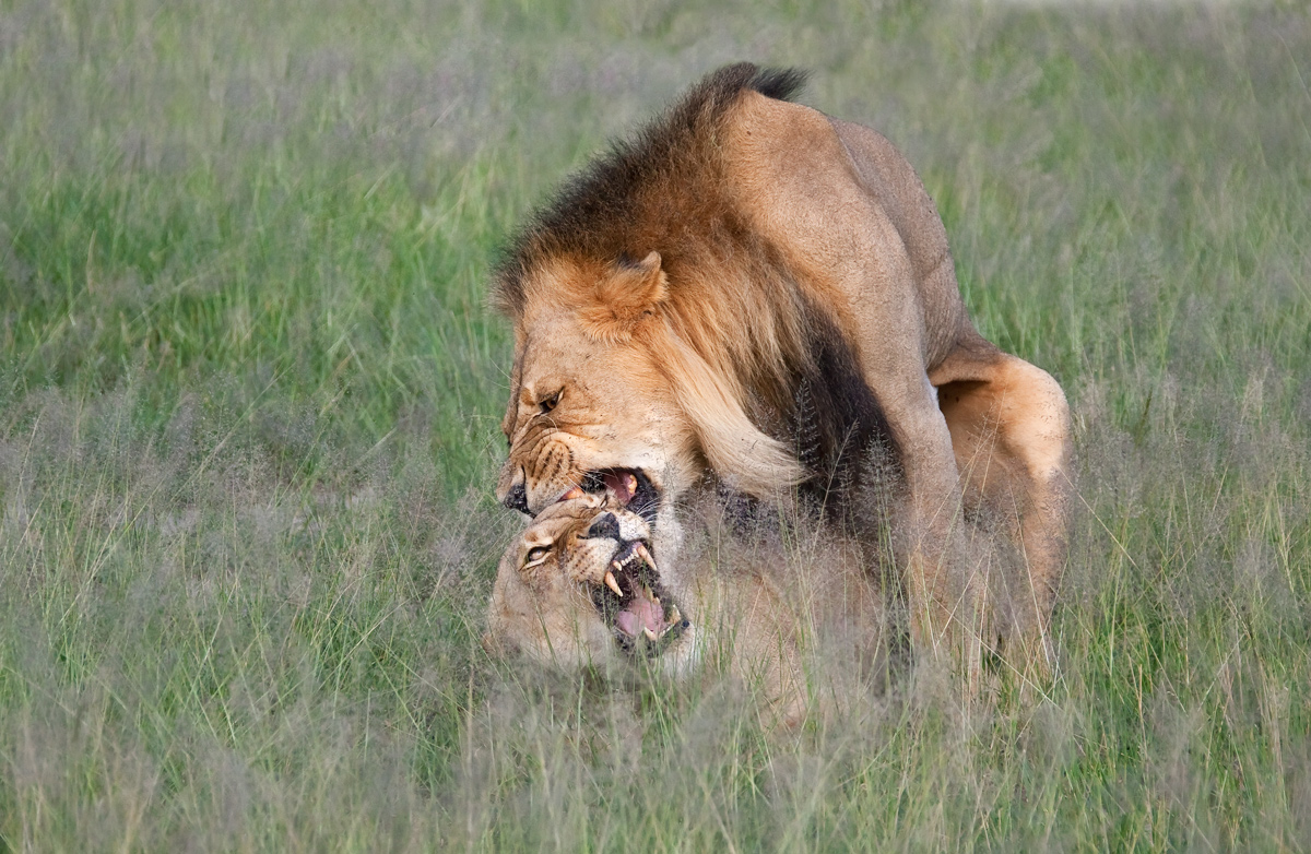 Mating Lions