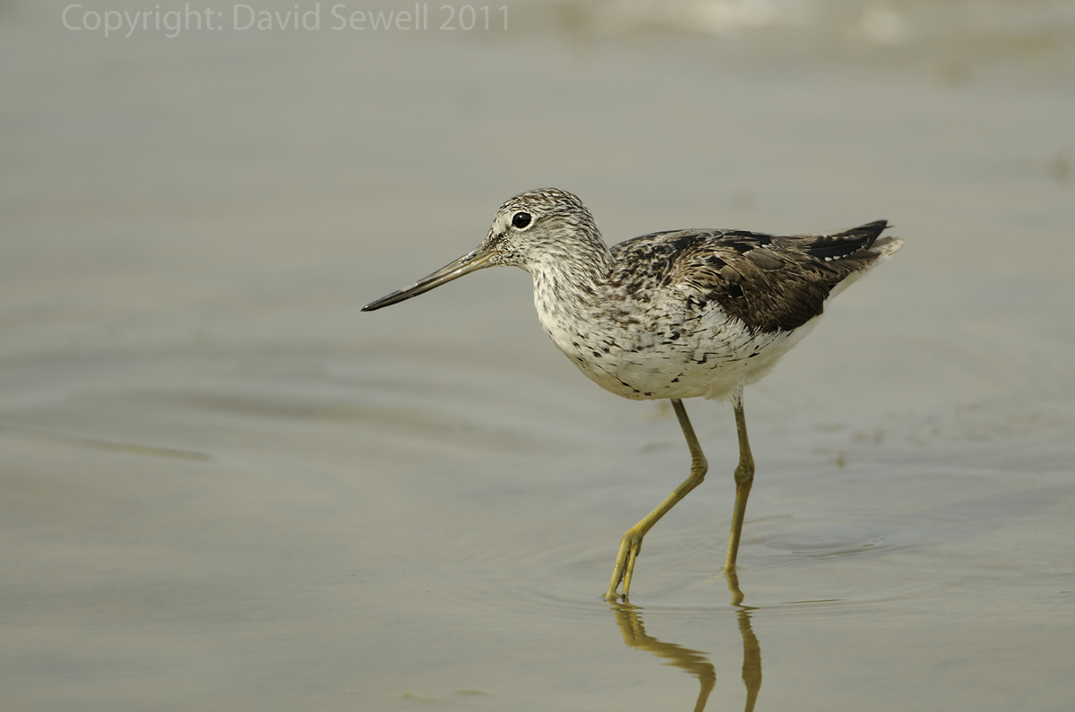 Greenshank