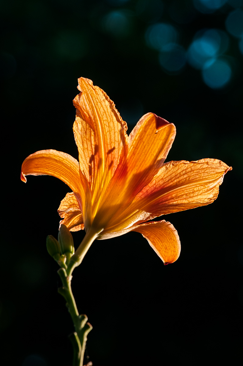 End of Day Lily