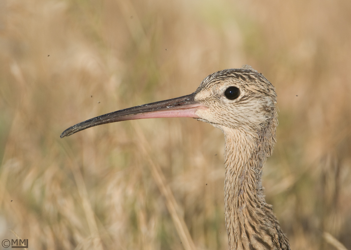 Long-billed Curlew juvie