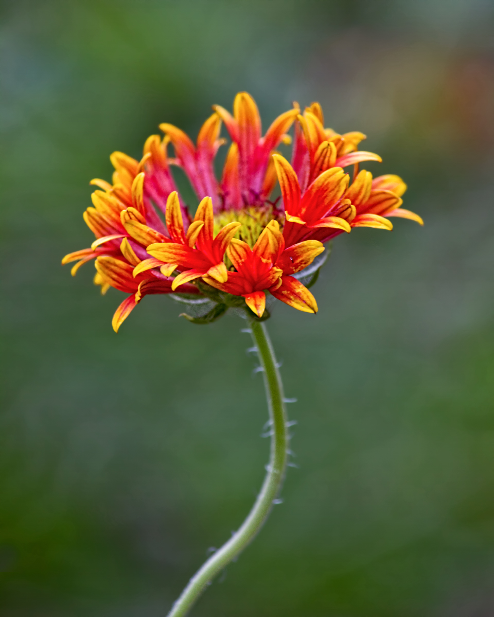 Gaillardia (I think)