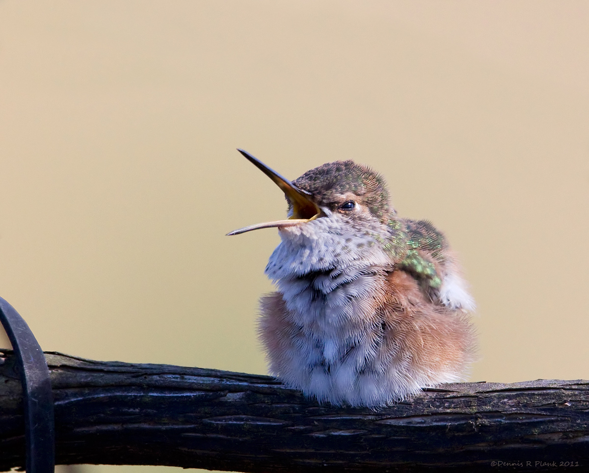 Juvenile Rufous Hummer