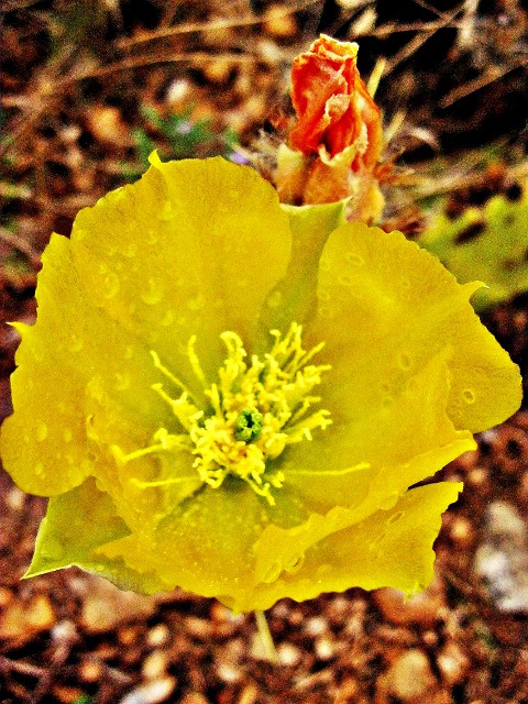 Golden Pear