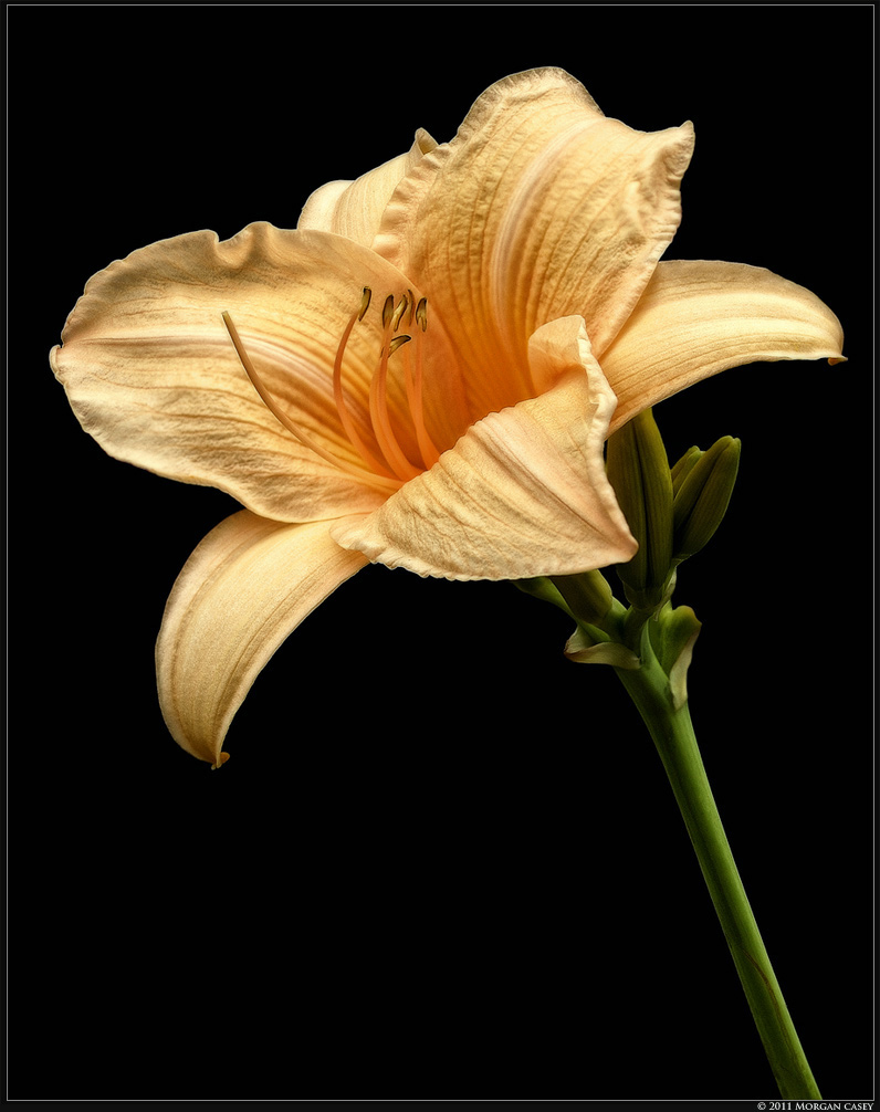Day Lily 