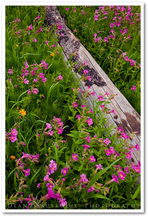 Flowering Monkeys